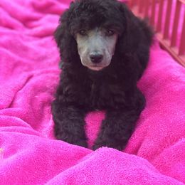 Poodle Puppies from Birch Creek Standard Poodles