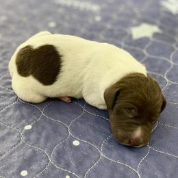 Honey - Liver and white female German Shorthaired Pointer puppy in Hot Springs, Virginia from Thunder Mountain Gun Dogs