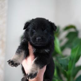 Blair - Bi-color female German Shepherd puppy in Coarsegold, California from Yosemite Shepherds