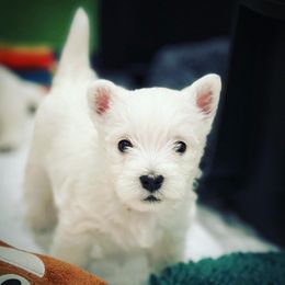 West Highland White Terrier Puppies from Elvador West Highland White Terriers