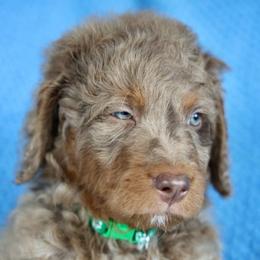 Dobby - male Golden Mountain Doodle puppy in Murray, Utah from Good Looking Dogs