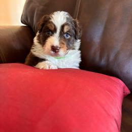 April - Red tri-color female Australian Shepherd puppy in Creston, California from Copper Sky Aussies of the Cental Coast