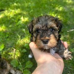 Amethyst - Red brindle female Havanese puppy in Chaska, Minnesota from Happy Paws Havanese