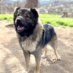 Tsor - Armenian Gampr