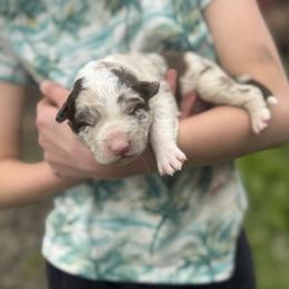 Girl 1 - female Border Collie puppy in Richfield, Ohio from Stone Garden Border Collies