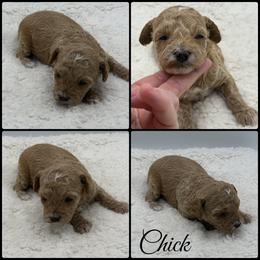 Chick - Red  female Poodle puppy in Wheatland, California from Sapphire Ridge Poodles