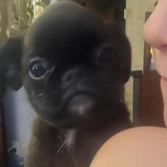 Girl 3 - female Brussels Griffon puppy in Pensacola, Florida from Fretwell's Fabulous Griffons