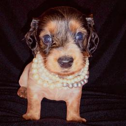 Hilda (red sable piebald with ticking) - Sable female Dachshund puppy in South Fulton, Tennessee from Stiles' Mini Doxies