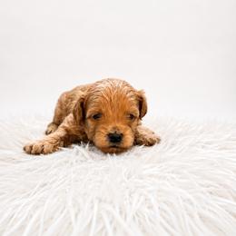 Teddy - Red male Maltipoo puppy in St. George, Utah from Winchester Hills Poodles and Doodles