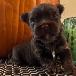 Thor - Liver male Yorkshire Terrier puppy in Lafayette, Georgia from Berggipfel Yorkies