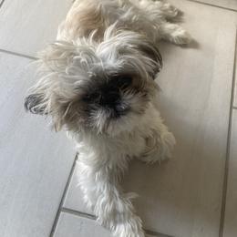 diamonds - Shih Tzu