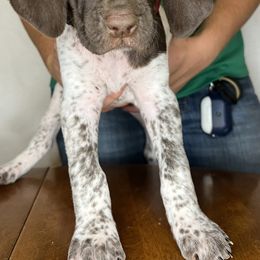 German Shorthaired Pointer Puppies from MCP Kennels