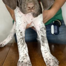 German Shorthaired Pointer Puppies from MCP Kennels