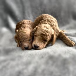 Maverick - Red  male Poodle puppy in Bells, Texas from Partridge Doodles and Poodles