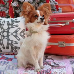 Papillon All Grown Up from PapillonPups