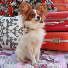 Papillon All Grown Up from PapillonPups