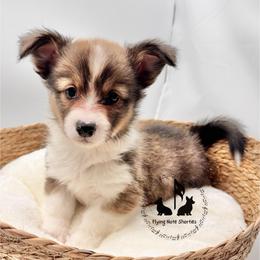 Bonsai Full Fluffy With A Tail - Sable male Pembroke Welsh Corgi puppy in Casper, Wyoming from Flying Note Shorties