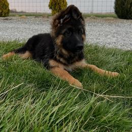 Babette - Black and red female German Shepherd puppy in Centerburg, Ohio from PAK Shepherds
