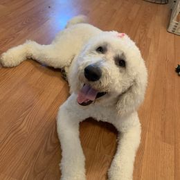 Gracie - Goldendoodle