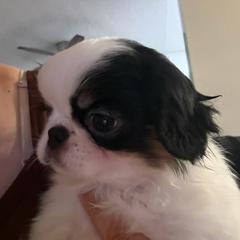 Chloe - Black tan and white female Japanese Chin puppy in Salem, Oregon from Chinnychinchinofsalem
