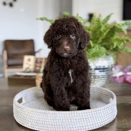 Brownie - Chocolate female Goldendoodle puppy in St George, Utah from Doodle Bears of Southern Utah