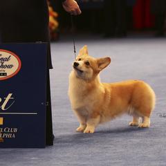 Pembroke Welsh Corgi All Grown Up from Foxwood Corgis