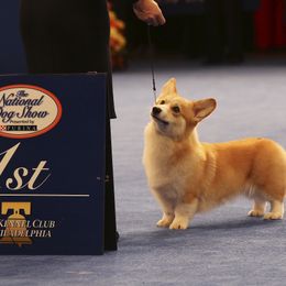 Pembroke Welsh Corgi All Grown Up from Foxwood Corgis
