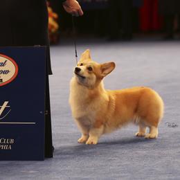 Pembroke Welsh Corgi All Grown Up from Foxwood Corgis