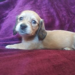 Dachshund Puppies from Cuddlehound Kennels