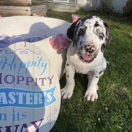 Great Dane Puppies from Guilty Pleasure Great Danes