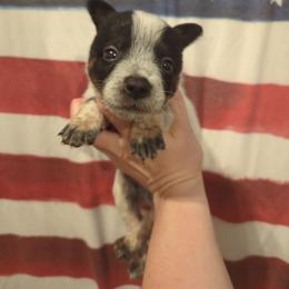 Sprout - Blue speckled male Australian Cattle Dog puppy in Mena, Arkansas from Red Desert Australian Cattle Dogs