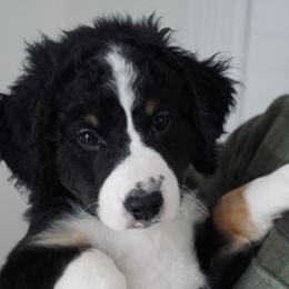 Boy 9 - Tri-color Bernedoodle puppy in Murray, Utah from Bernepups