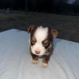 Red tri male - Red tri male Miniature Australian Shepherd puppy in Graham, North Carolina from Thompson Farm Mini Aussies