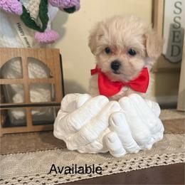 Boy 3 - Champagne male Maltipoo puppy in Cottondale, Florida from Pat’s precious puppies