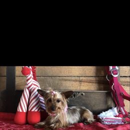 Chihuahua and Yorkshire Terrier All Grown Up from CoolMissLLC