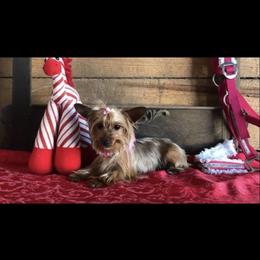 Chihuahua and Yorkshire Terrier All Grown Up from CoolMissLLC