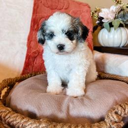 Miss Sandy - Cream female Shichon puppy in Sulphur Bluff, Texas from V6 Ranch Dogs