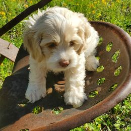 Cockapoo Puppies from Linda's Cockapoos