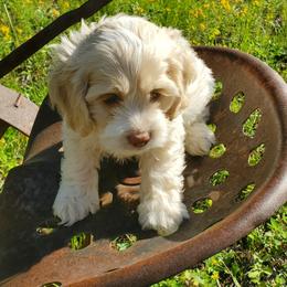 Cockapoo Puppies from Linda's Cockapoos