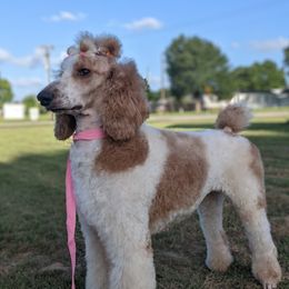 Misty - Poodle