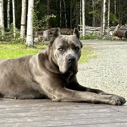 McKinley - Cane Corso