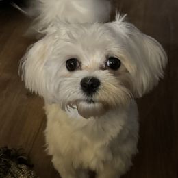 Luke - Maltese