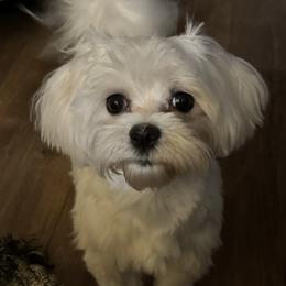 Luke - Maltese
