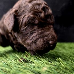 Citrine - Brown female Poodle puppy in Pinedale, Wyoming from Courey Spire