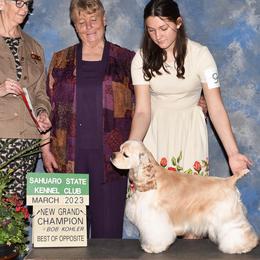 Cocker Spaniels from Arizona kennel