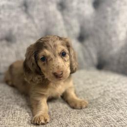 Christopher - Dapple male Dachshund puppy in Fort Gibson, Oklahoma from Cooper’s Dachshunds