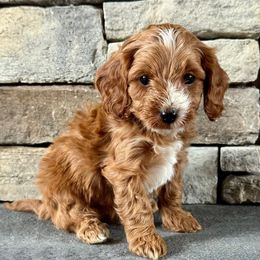 Boston - male Cavapoo puppy in Jonestown, Pennsylvania from Lone Pine Acres Cavapoo’s