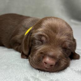 Female 1 - Chocolate female Dachshund puppy in Birmingham, Alabama from LongBottomDachshunds