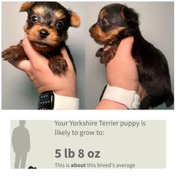 Tito - Black and gold male Yorkshire Terrier puppy in Cleveland, Tennessee from Moody’s Morkies and More