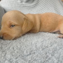 Dachshund Puppies from Carranza Puppy Farm